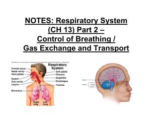 (CH 13) Part 2 – Control of Breathing / Gas Exchange and Transport *Normal Breathing Is Rhythmic and Involuntary