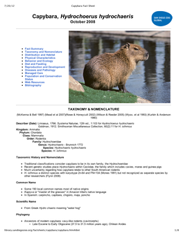 Capybara, Hydrochoerus Hydrochaeris October 2008