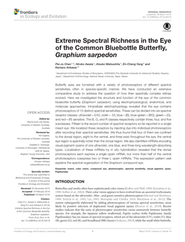 Extreme Spectral Richness in the Eye of the Common Bluebottle Butterfly