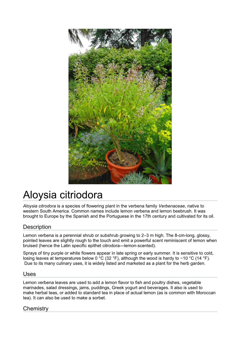 Aloysia Citriodora Aloysia Citrodora Is a Species of Flowering Plant in the Verbena Family Verbenaceae, Native to Western South America