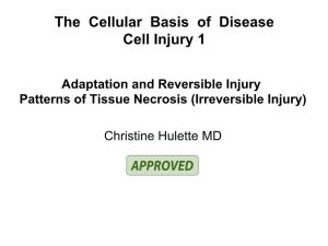 The Cellular Basis of Disease Cell Injury 1