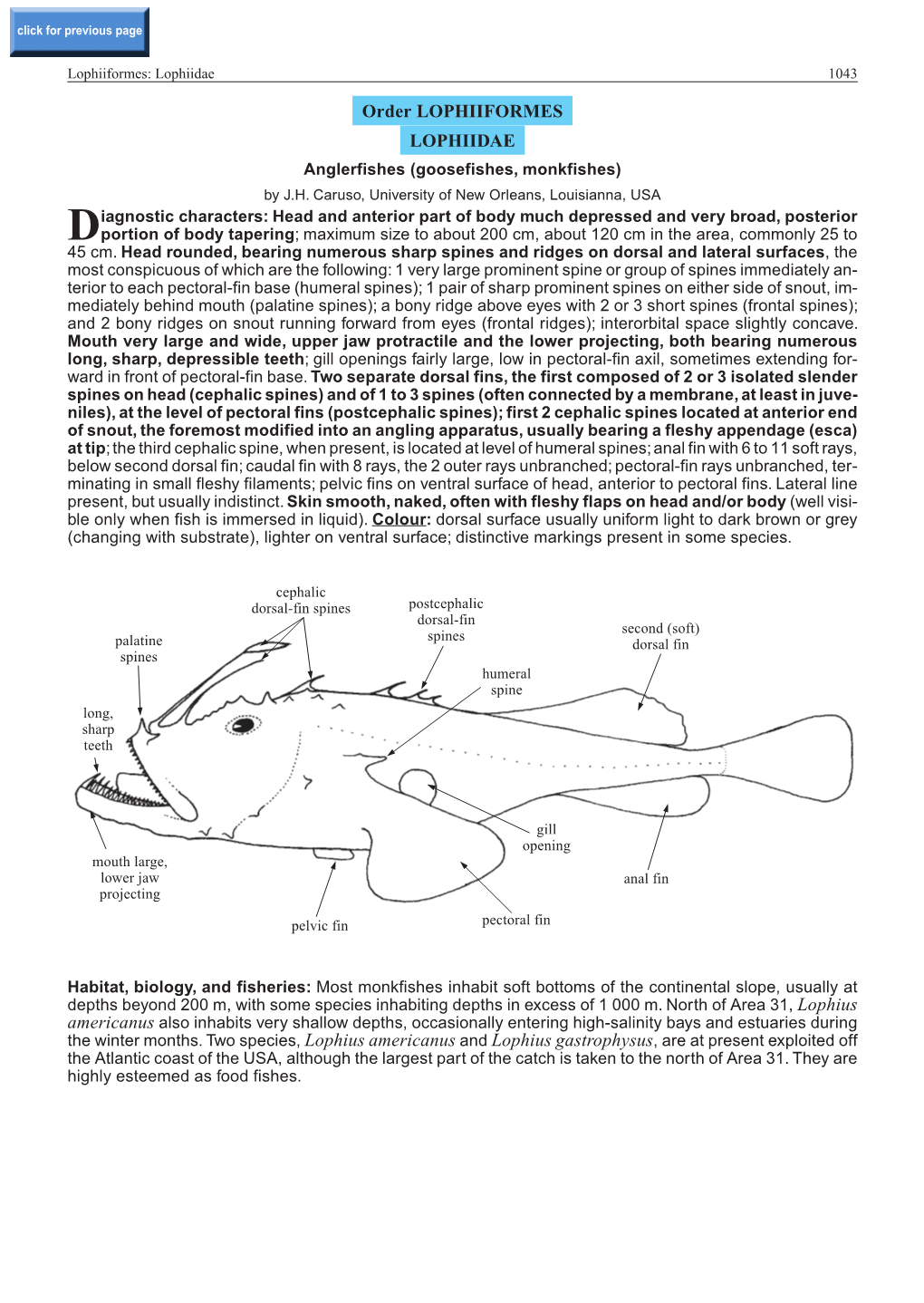 Order LOPHIIFORMES LOPHIIDAE Anglerfishes (Goosefishes, Monkfishes) by J.H