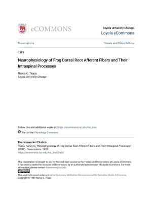 Neurophysiology of Frog Dorsal Root Afferent Fibers and Their Intraspinal Processes