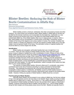 Blister Beetles: Reducing the Risk of Blister Beetle Contamination in Alfalfa Hay