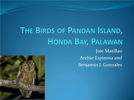 The Birds of Pandan Island, Honda Bay, Palawan