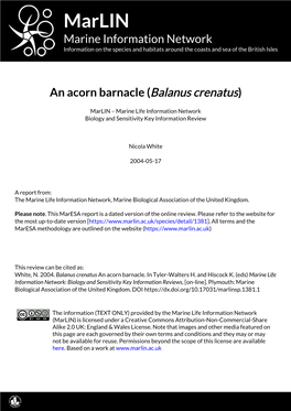 An Acorn Barnacle (Balanus Crenatus)