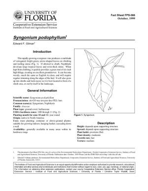 Syngonium Podophyllum1