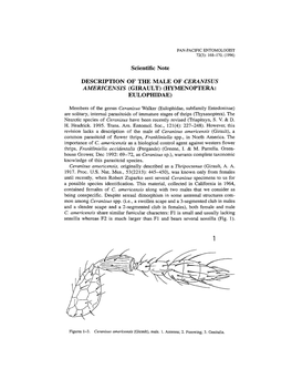 Description of the Male Ceranisus Americensis (Girault) (Hymenoptera: Eulophidae)