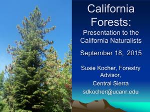 Conifers of the Sierra