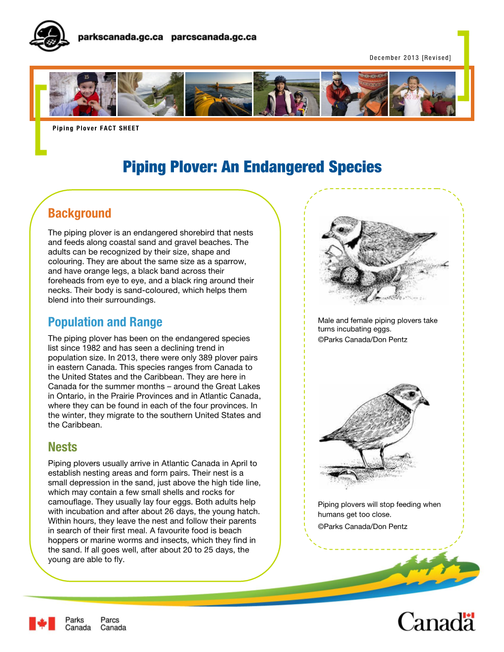 Piping Plover: an Endangered Species