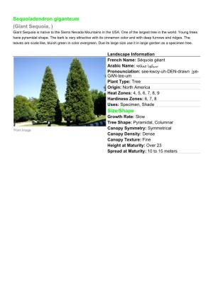Sequoiadendron Giganteum (Giant Sequoia, ) Giant Sequoia Is Native to the Sierra Nevada Mountains in the USA
