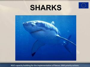 SHARKS Classification