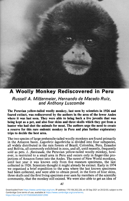 A Woolly Monkey Rediscovered in Peru Russell A