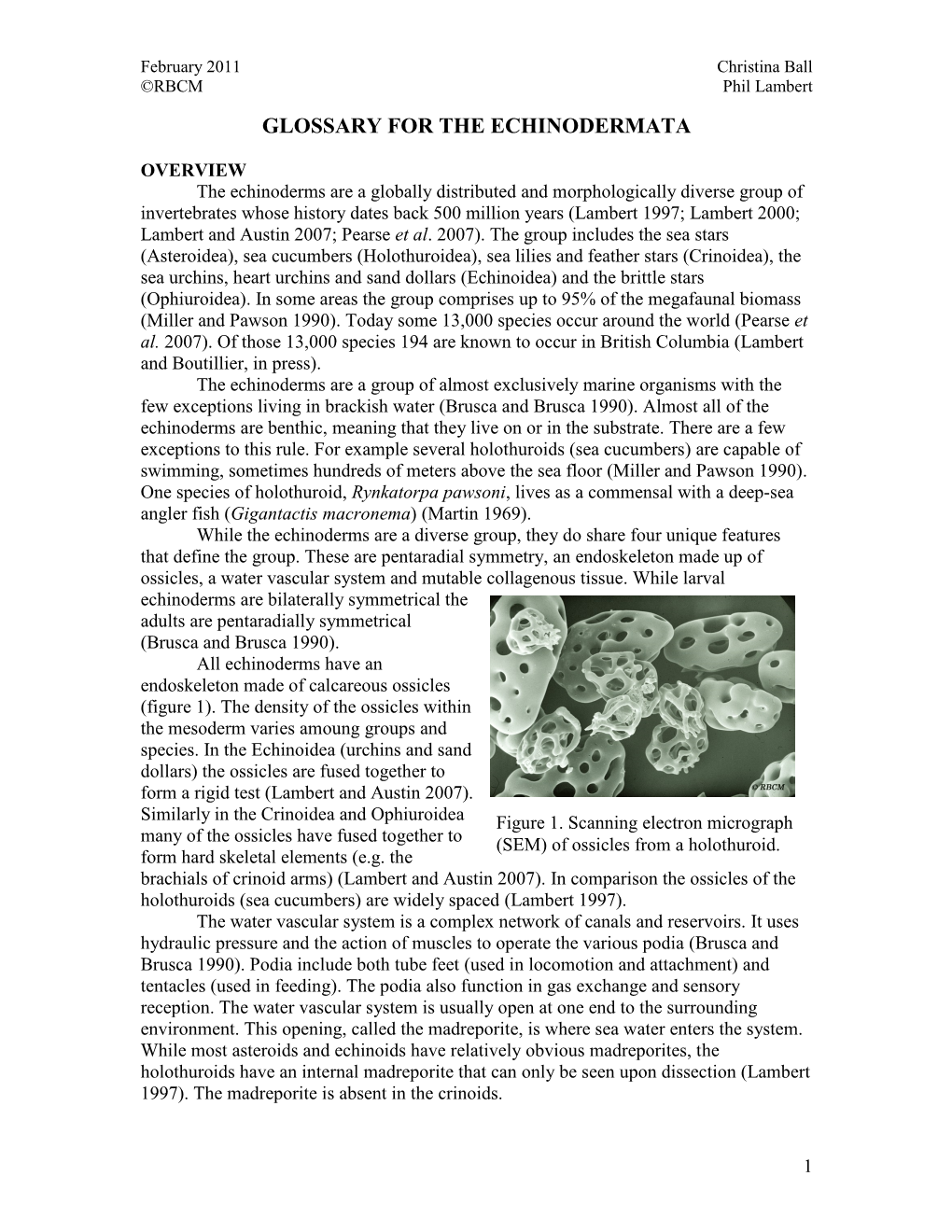 Glossary for the Echinodermata