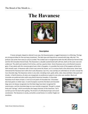 The Havanese