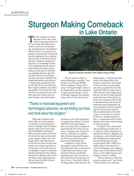Sturgeon Making Comeback in Lake Ontario He Lake Sturgeon Is a Living Dinosaur of Sorts