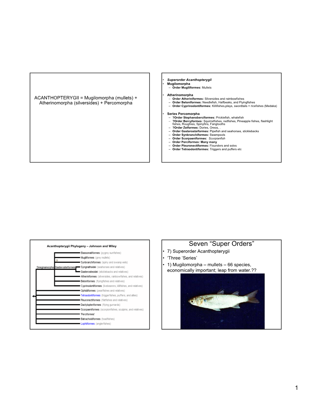 Seven “Super Orders” • 7) Superorder Acanthopterygii • ‘Three ‘Series’ • 1) Mugilomorpha – Mullets – 66 Species, Economically Important; Leap from Water.??