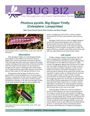 Photinus Pyralis, Big Dipper Firefly (Coleoptera: Lampyridae) Able Chow, Forest Huval, Chris Carlton and Gene Reagan