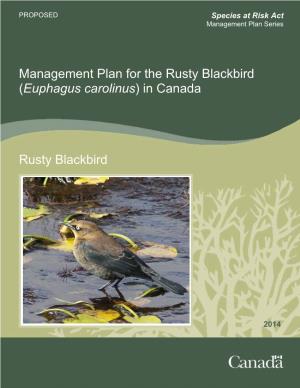 Rusty Blackbird (Euphagus Carolinus) in Canada