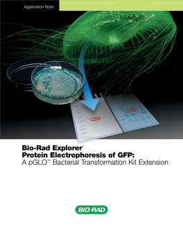 Bio-Rad Explorer™ Protein Electrophoresis of GFP: a Pglo