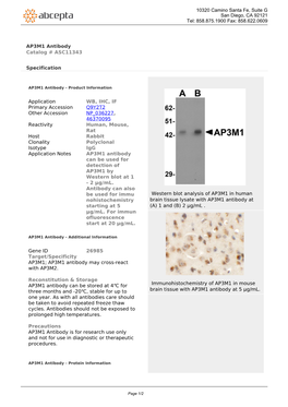 AP3M1 Antibody Catalog # ASC11343