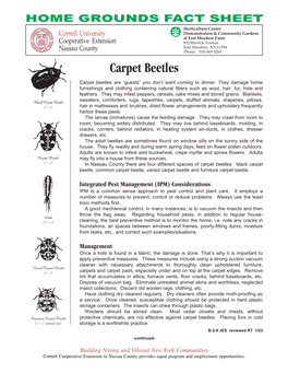 Carpet Beetles