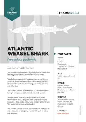 ATLANTIC WEASEL SHARK FAST FACTS Paragaleus Pectoralis SIZE: Matures At: ♀ 75-90Cm | ♂ 80Cm Also Known As the Little Tiger Shark