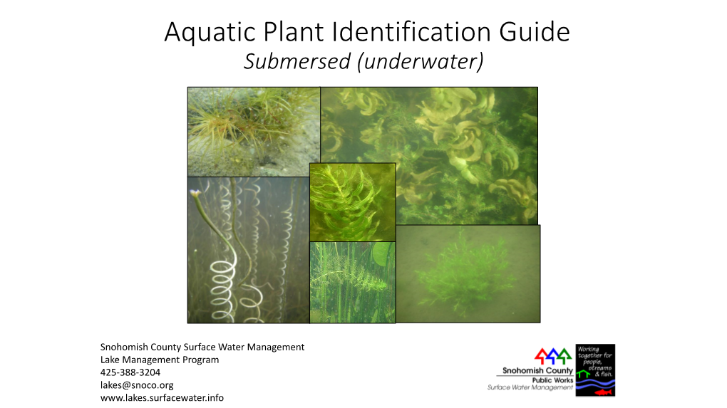 Aquatic Plant Identification Guide Submersed (Underwater)