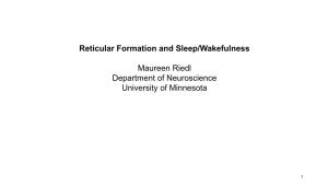 Reticular Formation and Sleep/Wakefulness