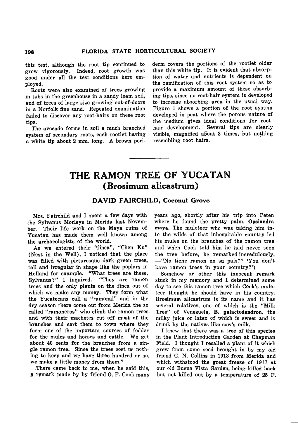 THE RAMON TREE of YUCATAN (Brosimiim Alicastrum)