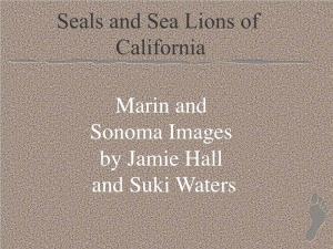 Seals and Sea Lions of California Marin and Sonoma Images By