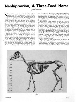 Neohipparion, a Three-Toed Horse by CHESTER STOCK