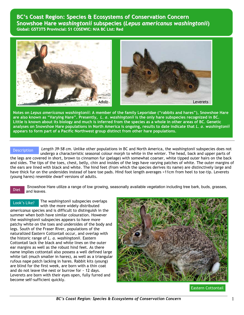 Lepus Americanus Washingtonii)