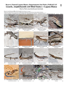 Lizards, Amphisbaenids and Blind Snakes of Laguna Blanca 1