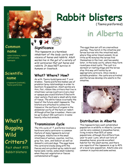 Rabbit Blisters (Taenia Pisiformis) in Alberta M Pybus Fish & Wildlife Alberta SRD