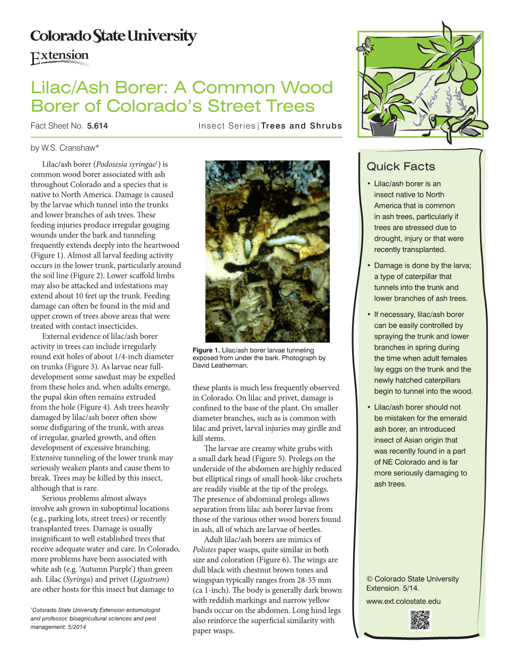 Lilac/Ash Borer: a Common Wood Borer of Colorado’S Street Trees Fact Sheet No