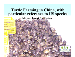 Turtle Farming in China, with Particular Reference to US Species Michael Lau & Shi Haitao Turtle Consumption in China