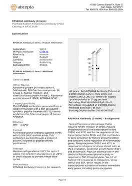 RPS6KA4 Antibody (C-Term) Purified Rabbit Polyclonal Antibody (Pab) Catalog # Ap21318b