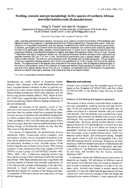 Feeding, Tentacle and Gut Morphology in Five Species of Southern African Intertidal Holothuroids (Echinodermata)