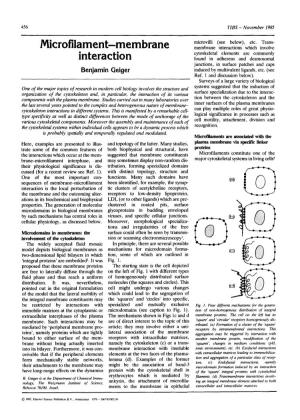 Microfilament-Membrane Interaction