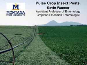 Pulse Crop Insect Pests