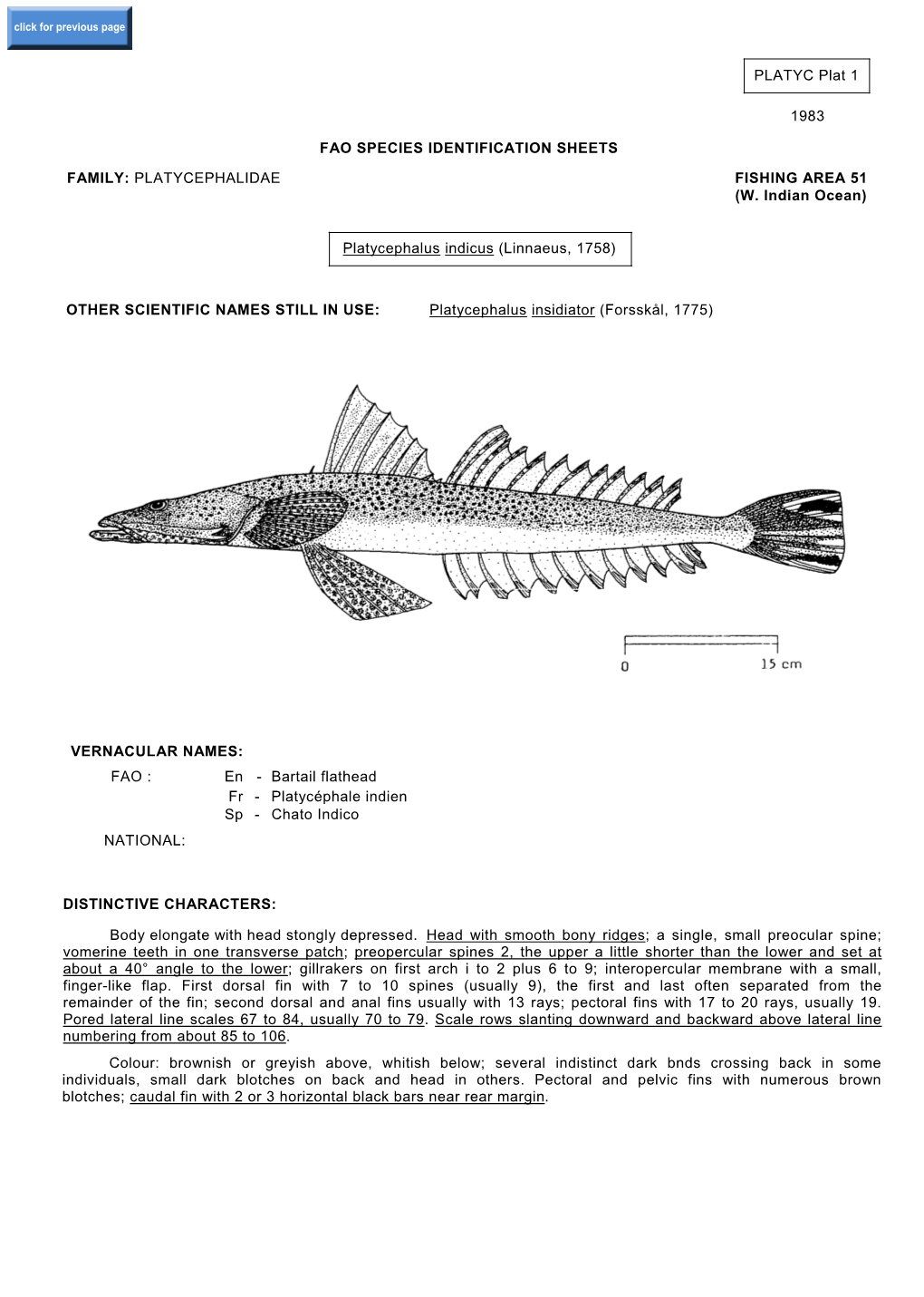 Platycephalus Indicus (Linnaeus, 1758)