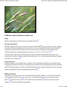 Danthonia Californica (California Oatgrass)