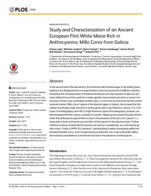 Study and Characterization of an Ancient European Flint White Maize Rich in Anthocyanins: Millo Corvo from Galicia