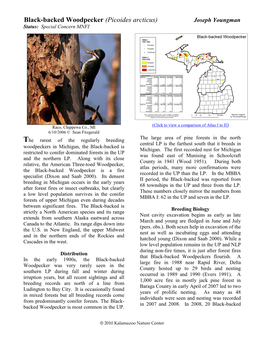 Black-Backed Woodpecker (Picoides Arcticus) Joseph Youngman Status: Special Concern MNFI