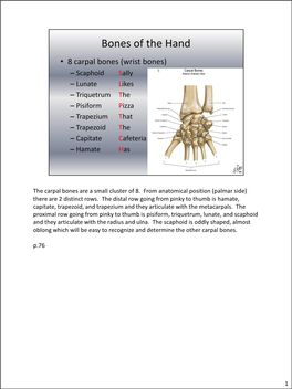 The Carpal Bones Are a Small Cluster of 8. from Anatomical Position (Palmar Side) There Are 2 Distinct Rows