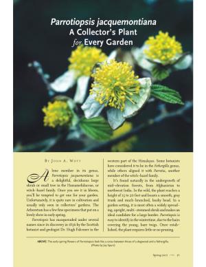 Parrotiopsis Jacquemontiana a Collector’S Plant for Every Garden