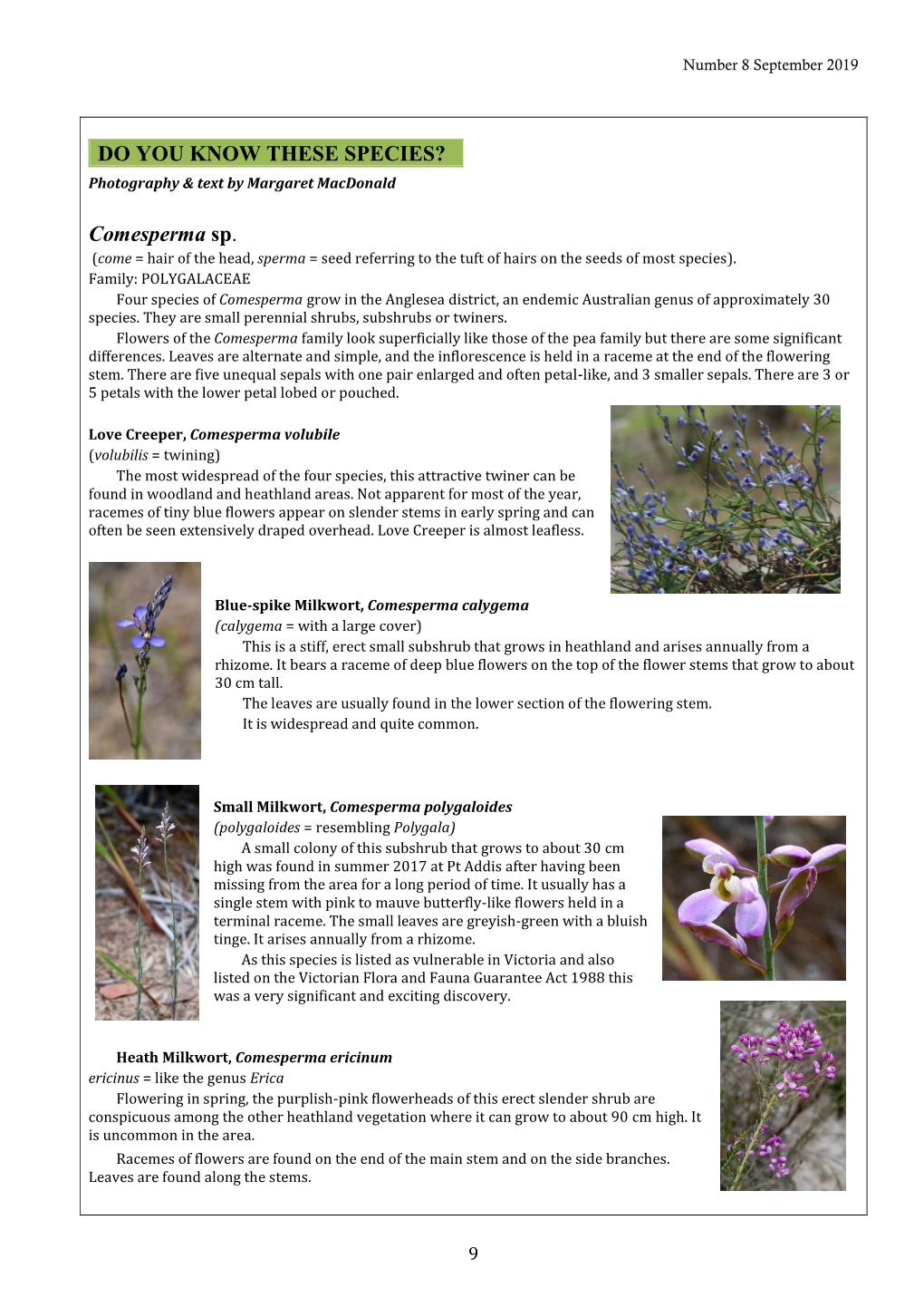 Comesperma Sp