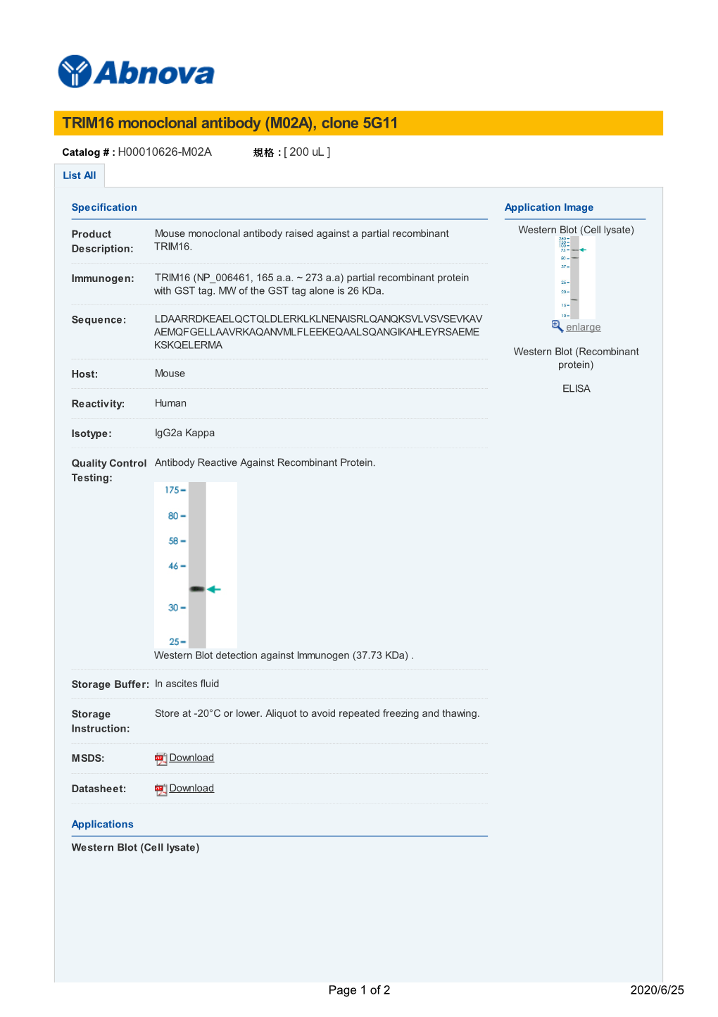 TRIM16 Monoclonal Antibody (M02A), Clone 5G11