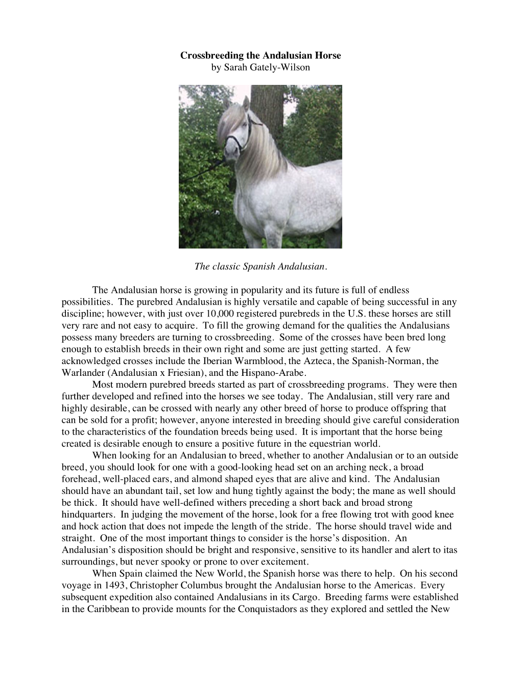 Crossbreeding the Andalusian Horse by Sarah Gately-Wilson